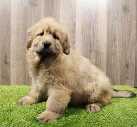 Tibetan Mastiff