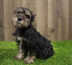 Mini Schnauzer