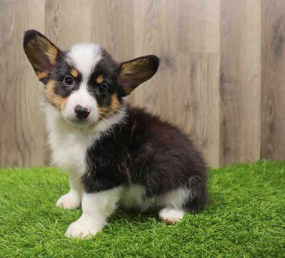 Pembroke Welsh Puppy for sale Pet Zone Poughkeepsie