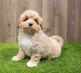 Lhasa-Poo