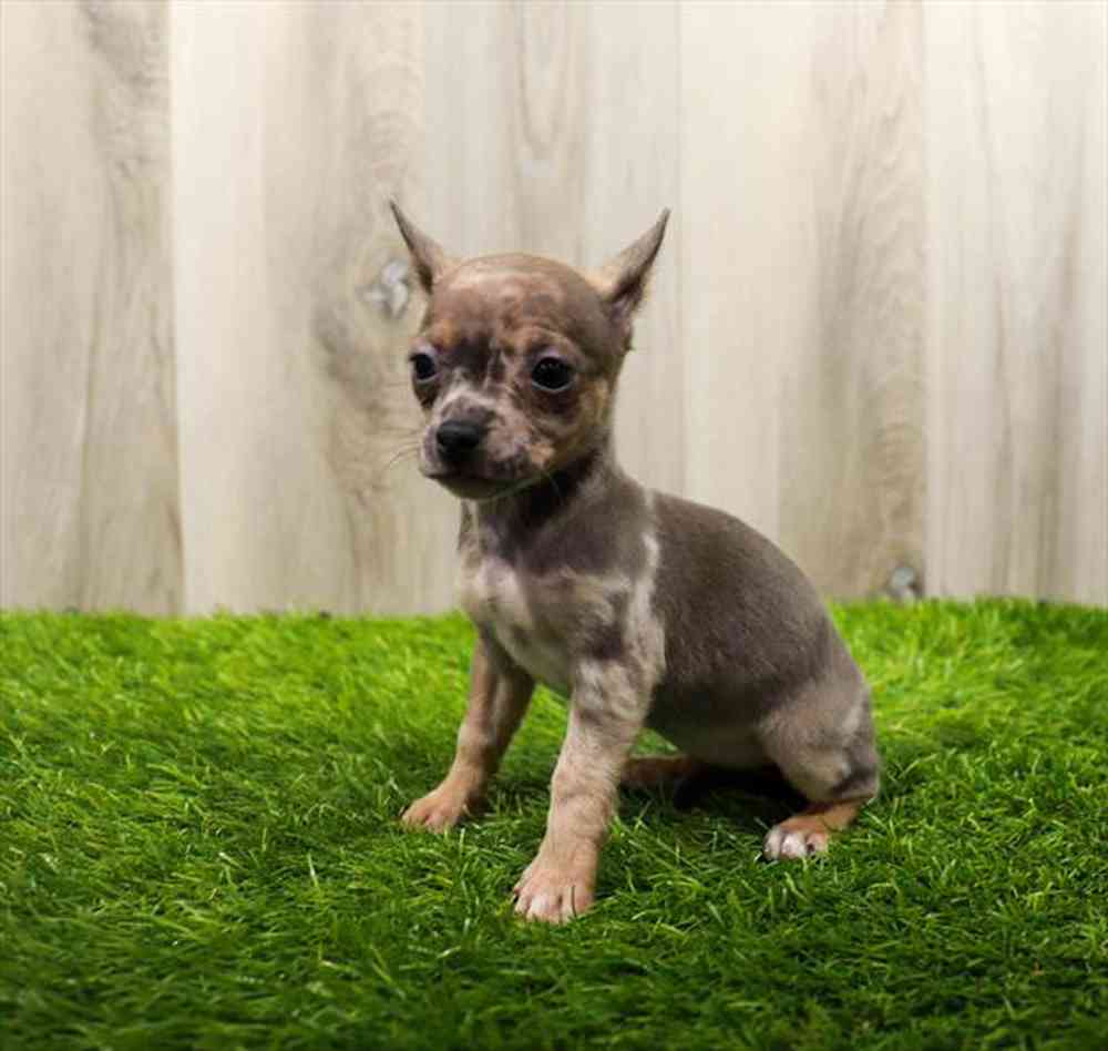 Chihuahua Puppy for sale Pet Zone Queensbury