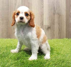 Cavalier King Charles Spaniel
