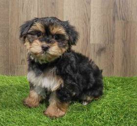Morkie