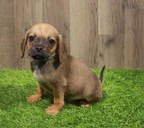 Puggle