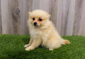 Pomeranian