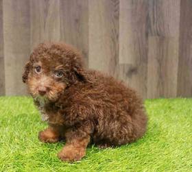 Poodle