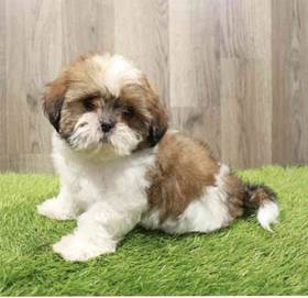 Lhasa Apso-Shih Tzu