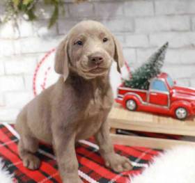Labrador Retriever