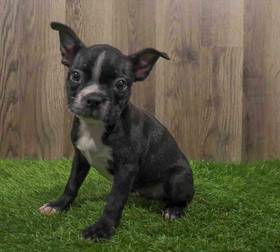 Boston Terrier