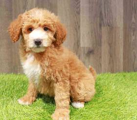 Cockapoo