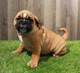 Bullpug