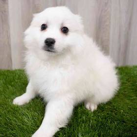American Eskimo