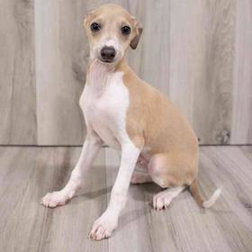 Italian Greyhound