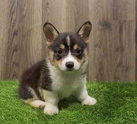 Pembroke Welsh Corgi