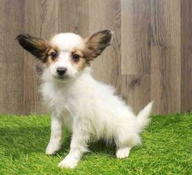 Papillon