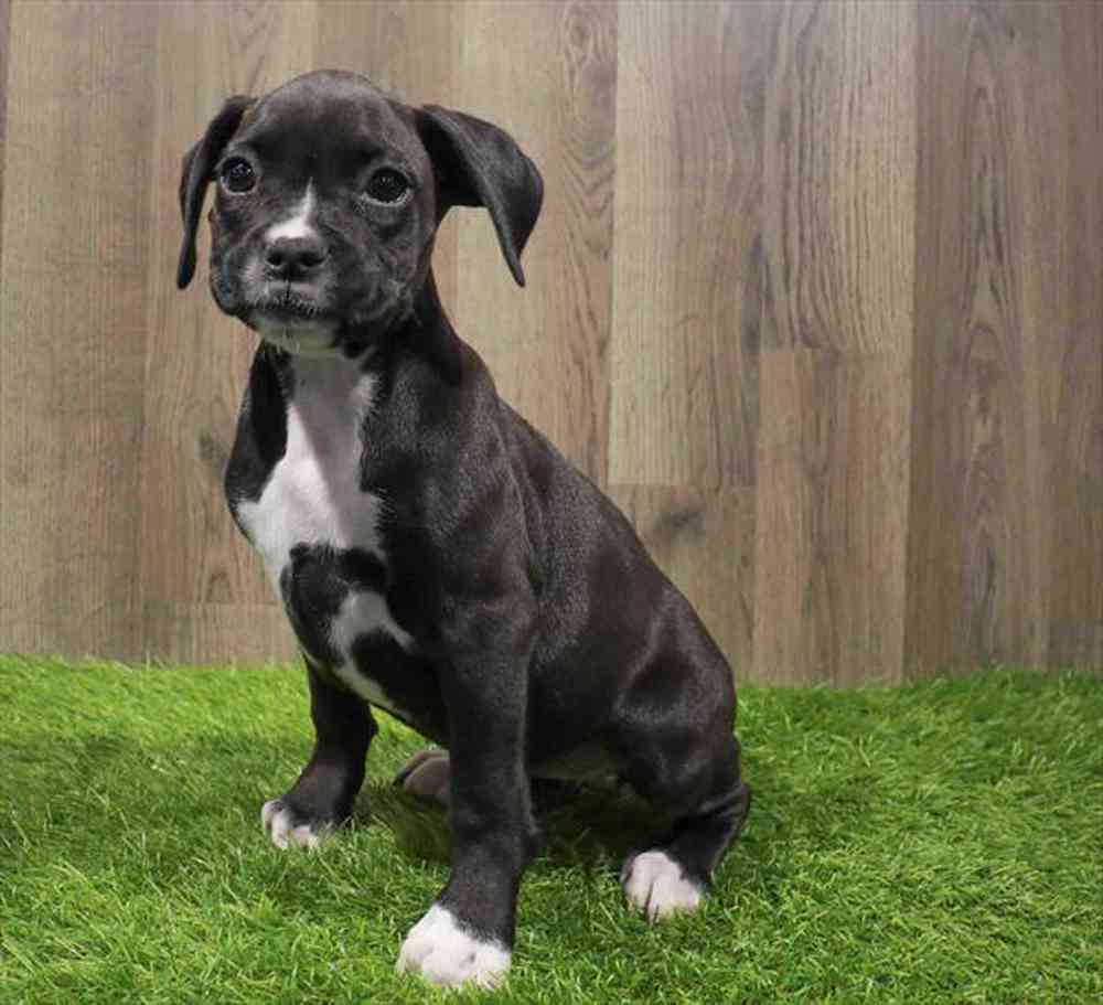Boxer