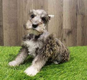 Mini Schnauzer
