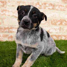 Border Collie/ Heeler