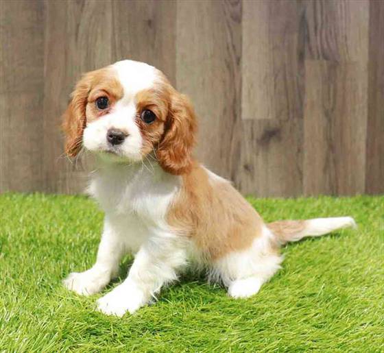 Cavalier King Charles Spaniel Puppy for sale Pet Zone Albany