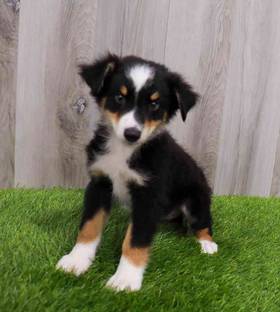 Australian Shepherd