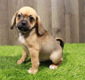 Puggle