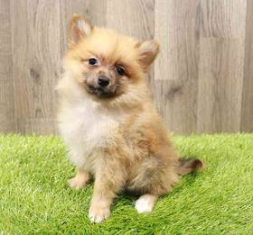 Pomeranian