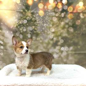 Pembroke Welsh Corgi