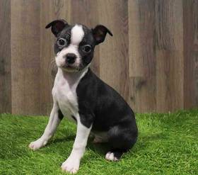 Boston Terrier