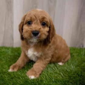 Cockapoo