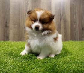 Pomeranian