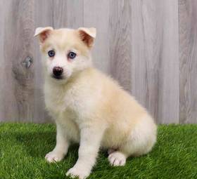 Pomsky 2nd Gen
