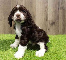 Cocker Spaniel