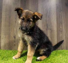 German Shepherd Dog