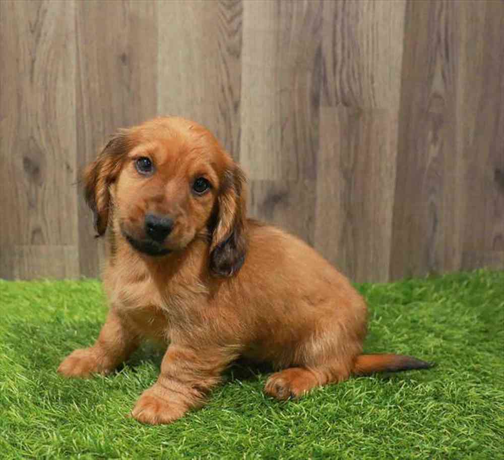 Dachshund Puppy for sale Pet Zone Albany
