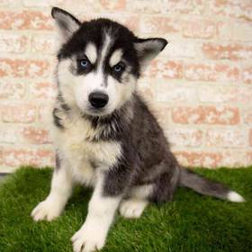Siberian Husky