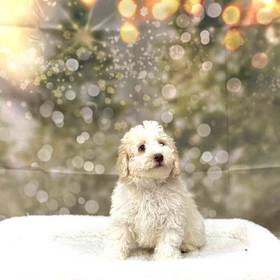Cockapoo