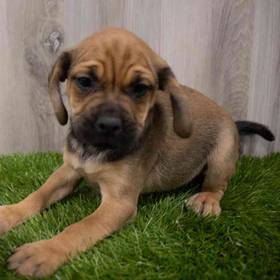 Puggle