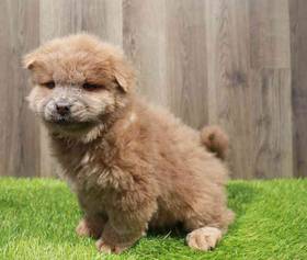 Chow Chow