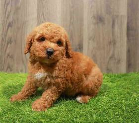 Poodle