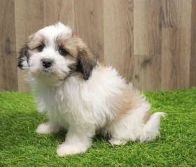Coton De Tulear