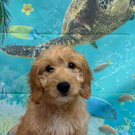 Mini Goldendoodle