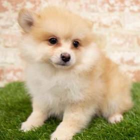 Pomsky