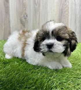 Teddy Bear