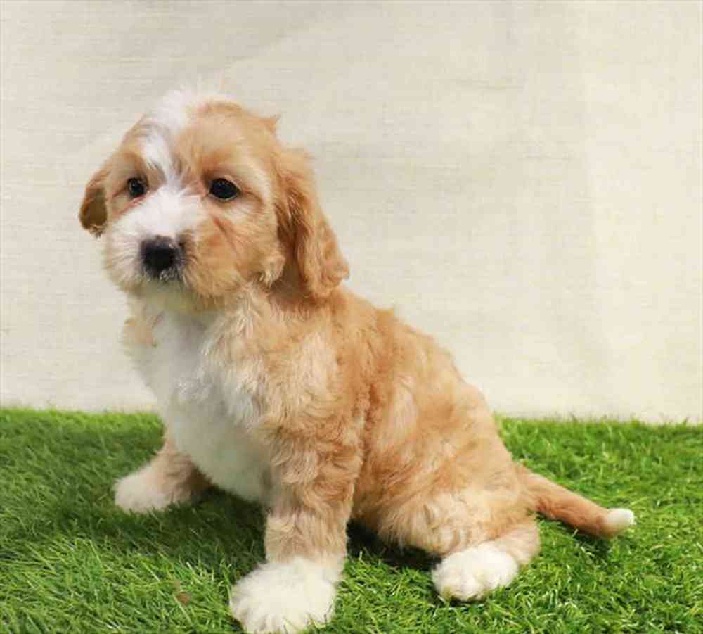 Cavapoo
