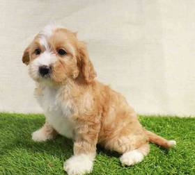 Cavapoo