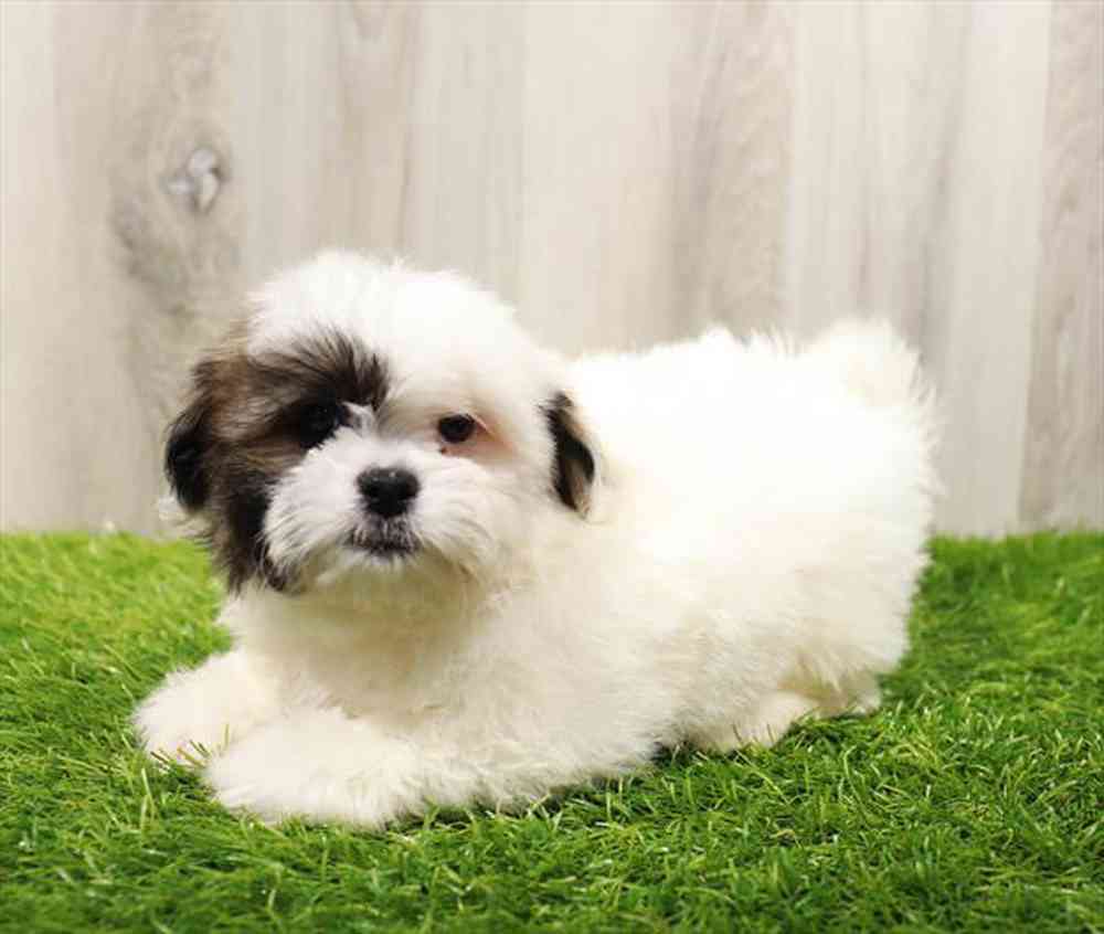Havanese shih sales tzu for sale
