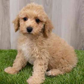 Poodle