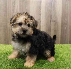 Morkie