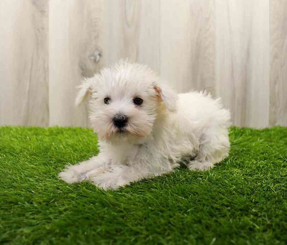 Mini Schnauzer Puppy for sale Pet Zone Watertown