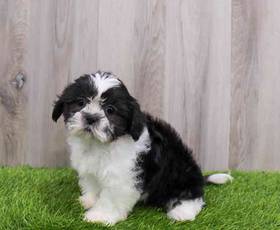Shih Tzu